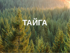 Проект по географии тайга