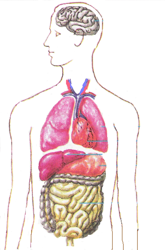 Макет строения внутренних органов человека. Внутренние органы человека рисунок. Макет внутренних органов человека для детей. Контур человека с внутренними органами. Внутреннее строение тела человека.