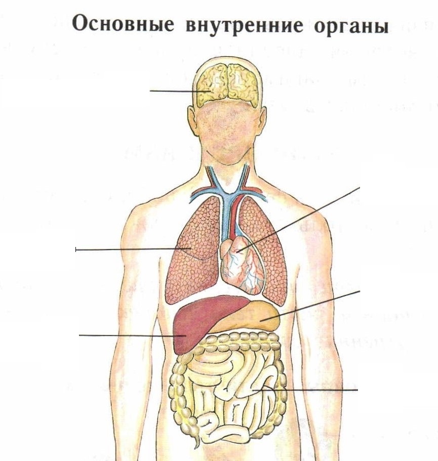 Схема внутренних органов