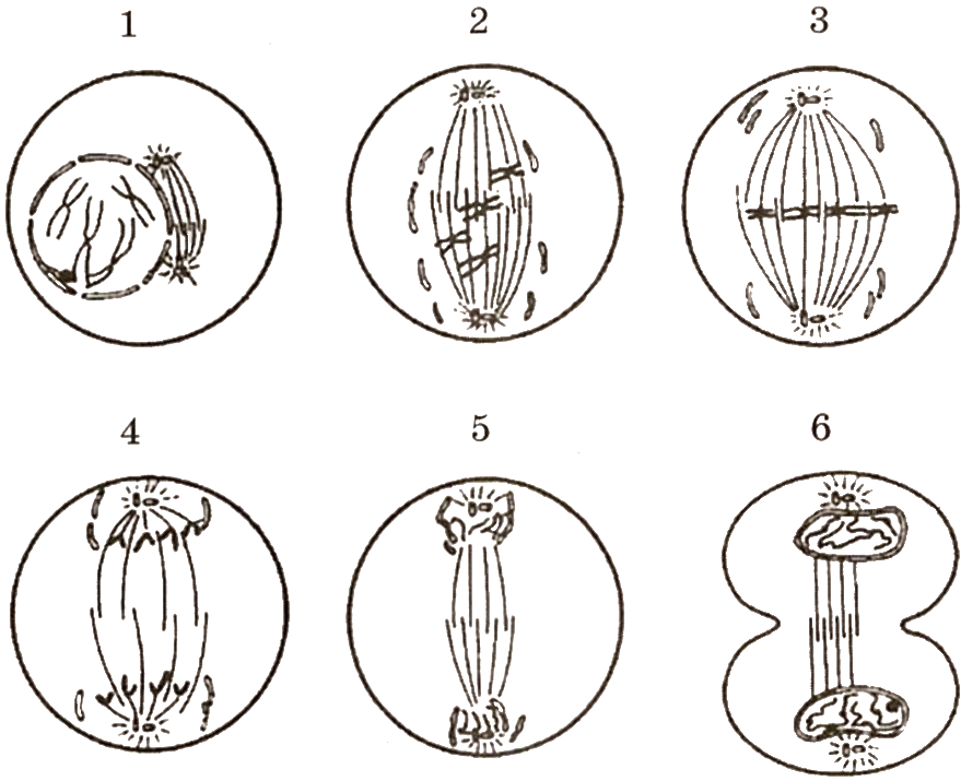 Компактизация хромосом митоз. Движение хромосом к полюсам клетки. Расхождение сестринских хромосом полюсам клетки. Расхождение сестринских хроматид к полюсам клетки.