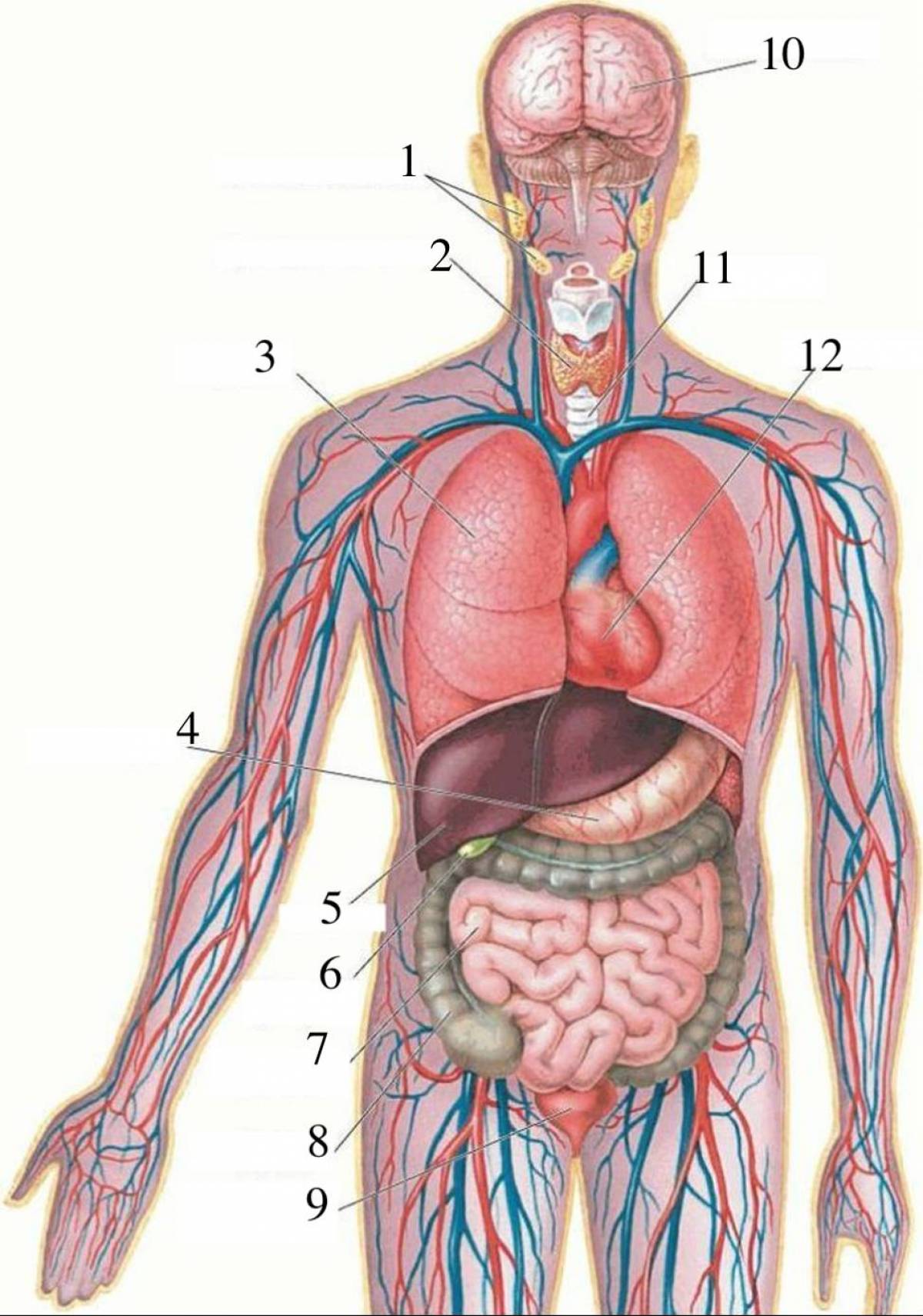 Справа под легким. Внутренности человека анатомия расположение. Анатомия человека внутренние органы расположение у мужчин. Внутреннее строение организма человека схема. Строение человека внутренние органы фото с надписями спереди.
