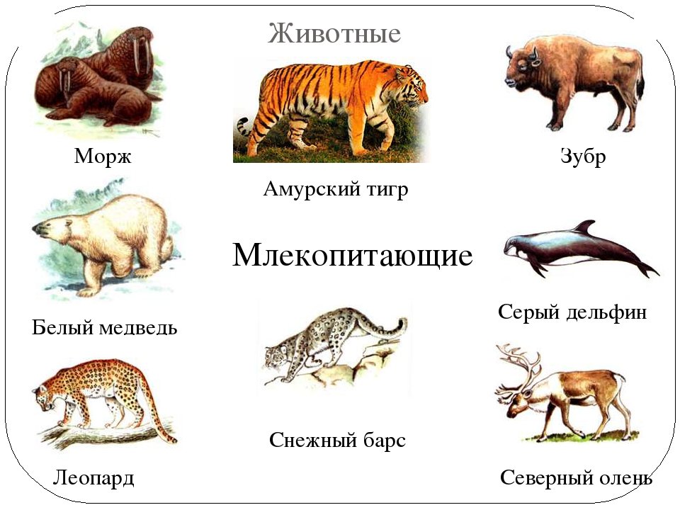 Животные из красной книги картинки с названиями