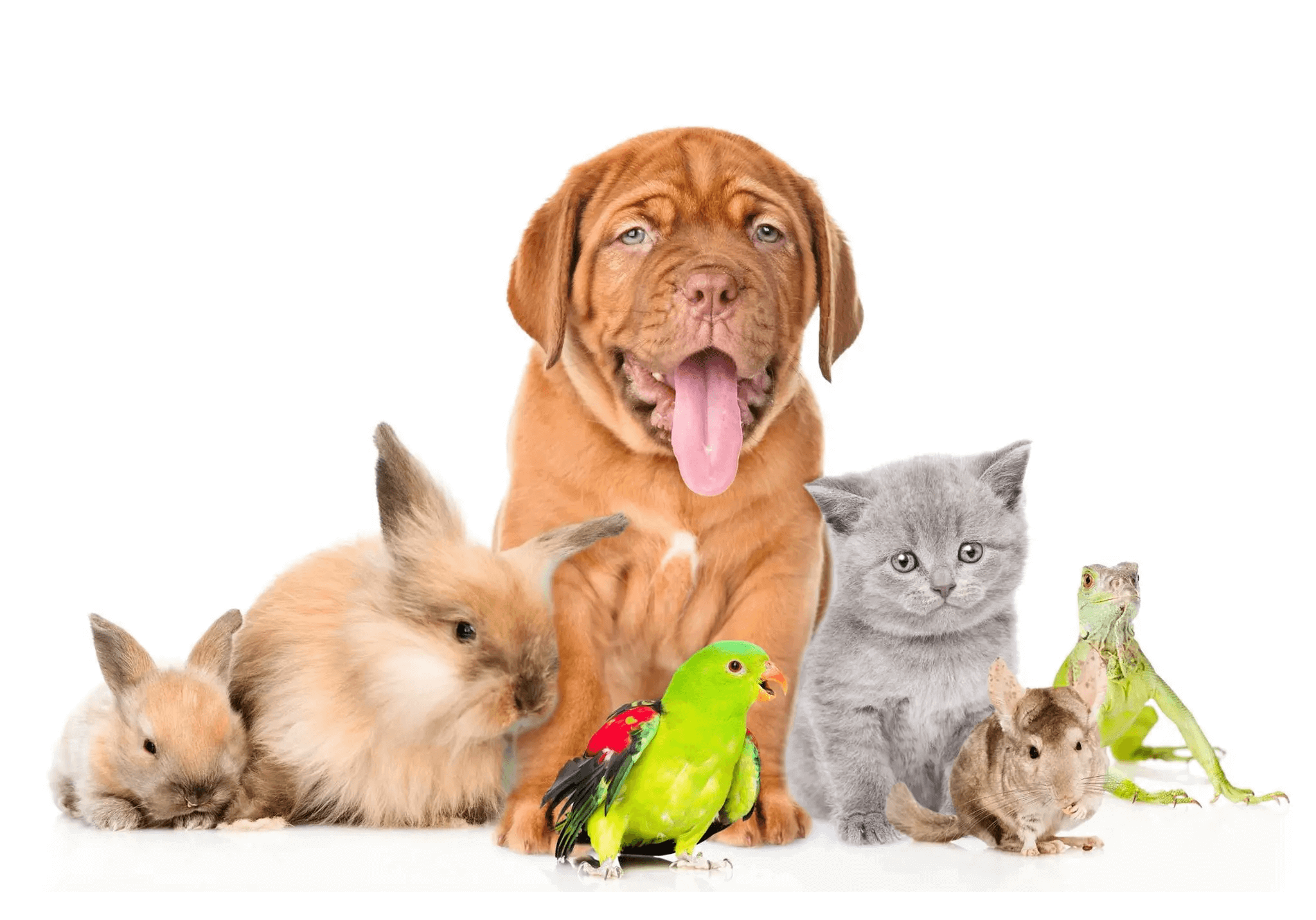 A pet is a home animal. 