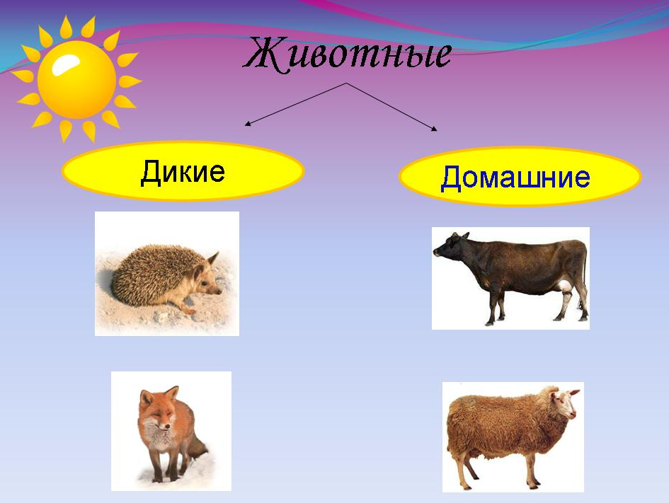 Животного 2 класс. Дикие и домашние животные. Звери Дикие и домашние. Дикие и домашние животные 2 класс окружающий мир. Признаки домашних и диких животных.