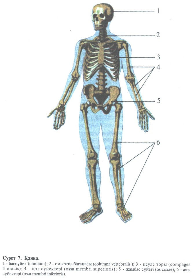 Дене сурет. Остеология.