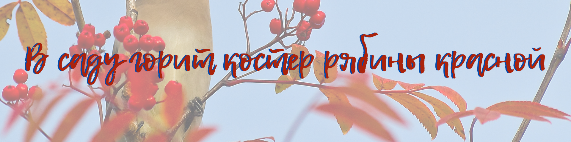 Костер рябины красной рисунок. Костры рябин картинки. Стих костер рябины красной. Стих костер рябины красной. Загадка про рябину.