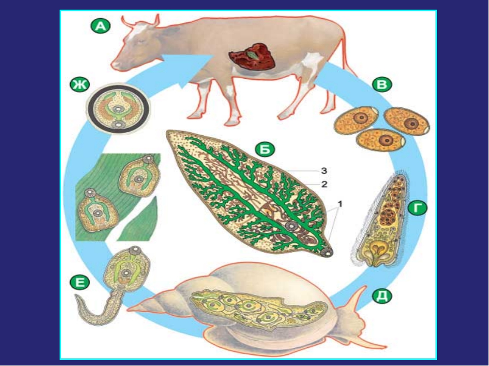 Корова и печеночный сосальщик. Паразит печеночный сосальщик. Цикл развития печеночного сосальщика. Печеночный сосальщик инвазия. Печеночный сосальщик у человека.