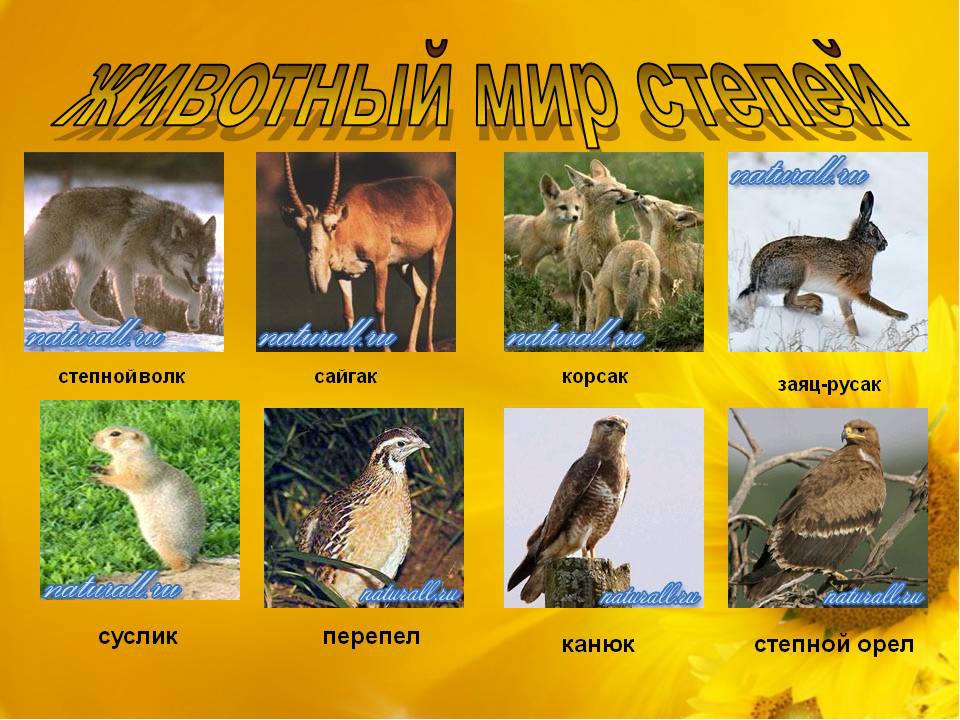Животные и растения зоны степей России