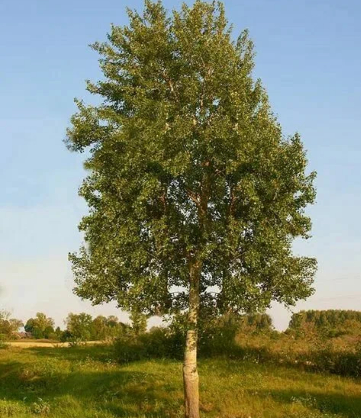 Что за дерево такое