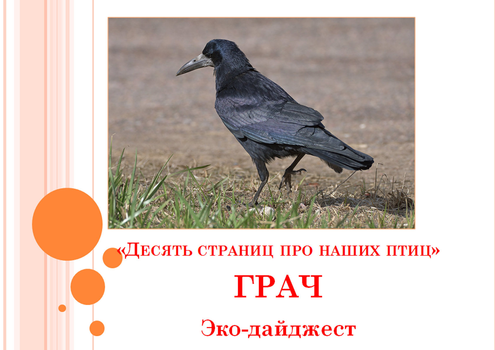Грачи калужская область официальный сайт