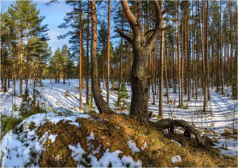 Деревья Ленинградской Области Фото С Названиями