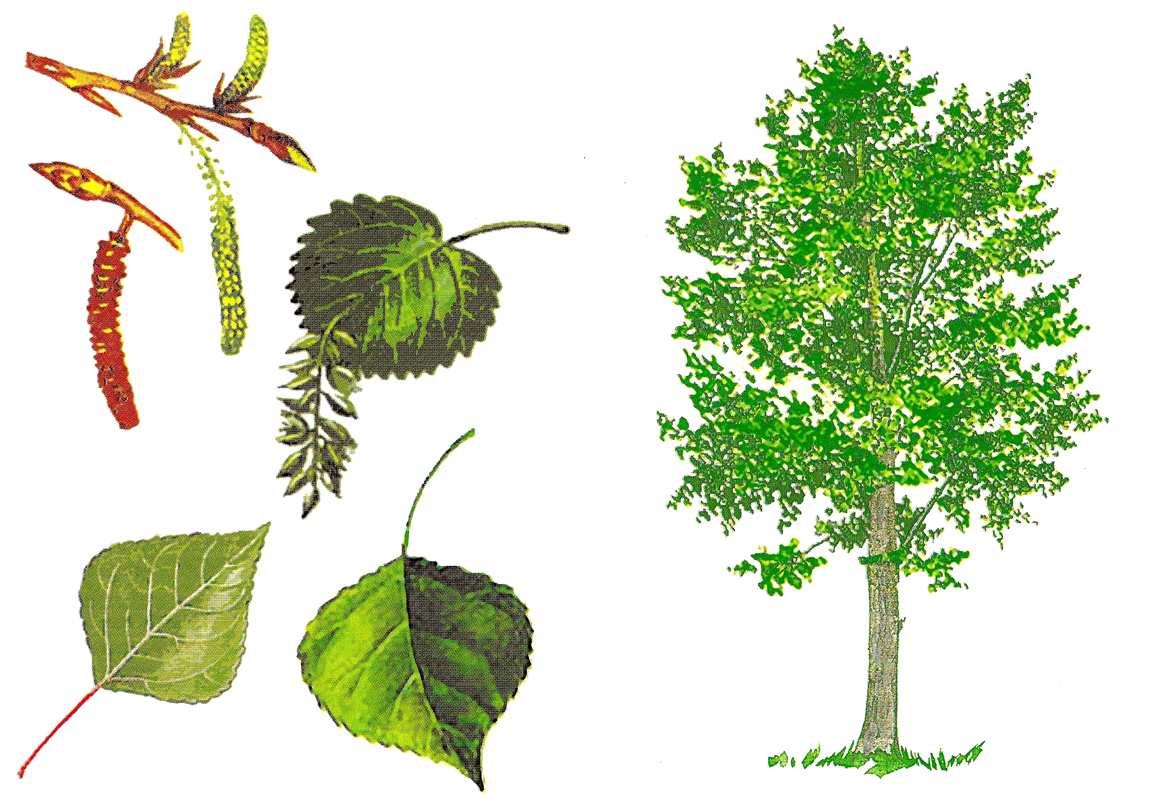 Осина названная дубом. Тополь дерево листья. Листья деревьев с плодами Тополь. Тополь это лиственное дерево. Ива, Тополь, вяз, клен.
