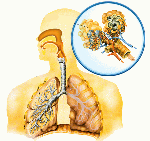 Картинки альвеолы легких