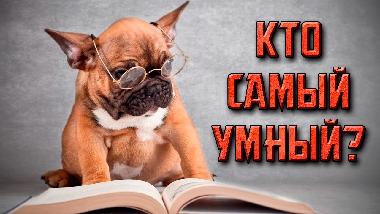 Проект по биологии 6 класс на тему десятка самых умных животных мира