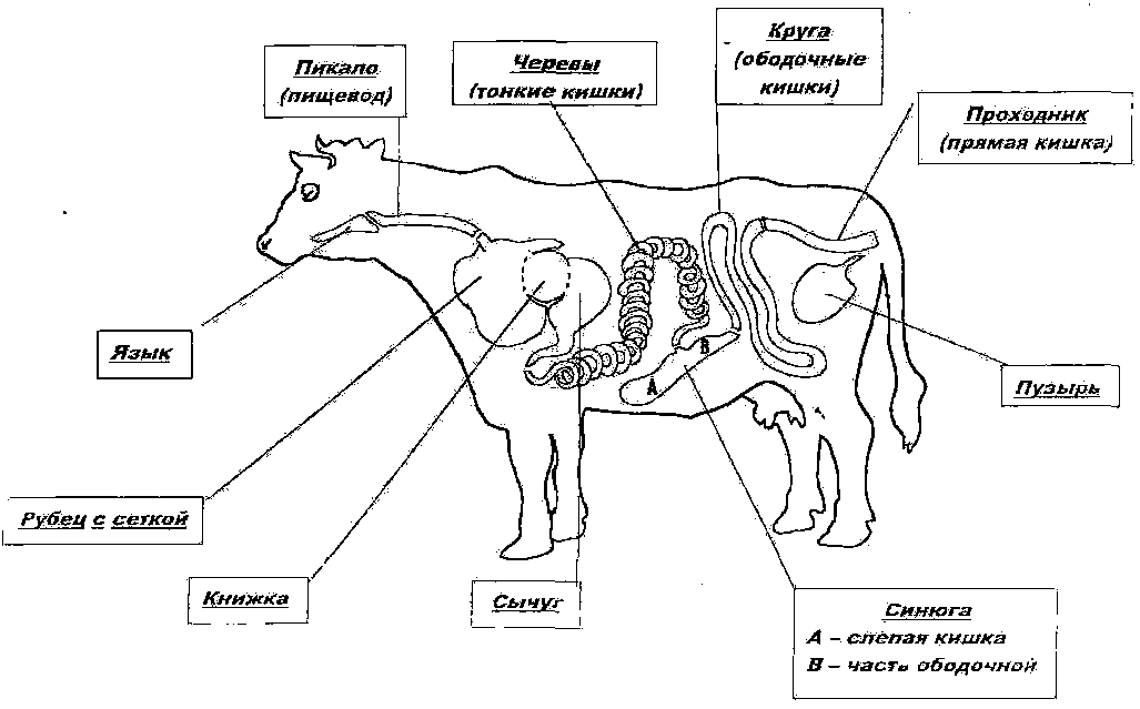 Схема желудка коровы