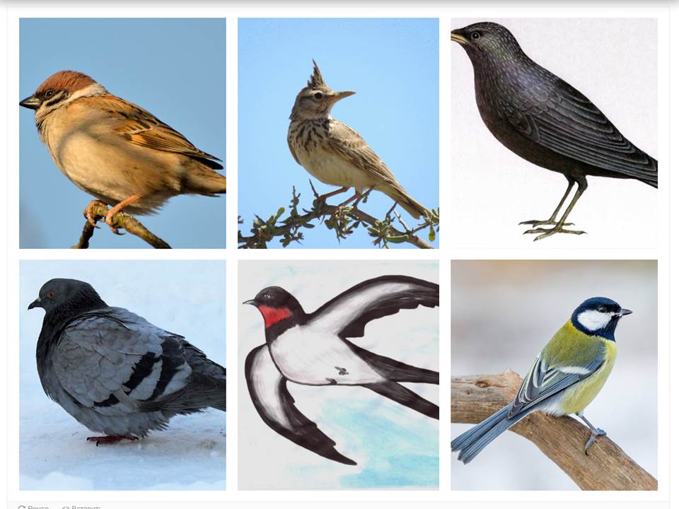 Птицы Урала: виды, фото и название