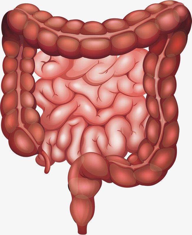 Рисунок кишечника человека
