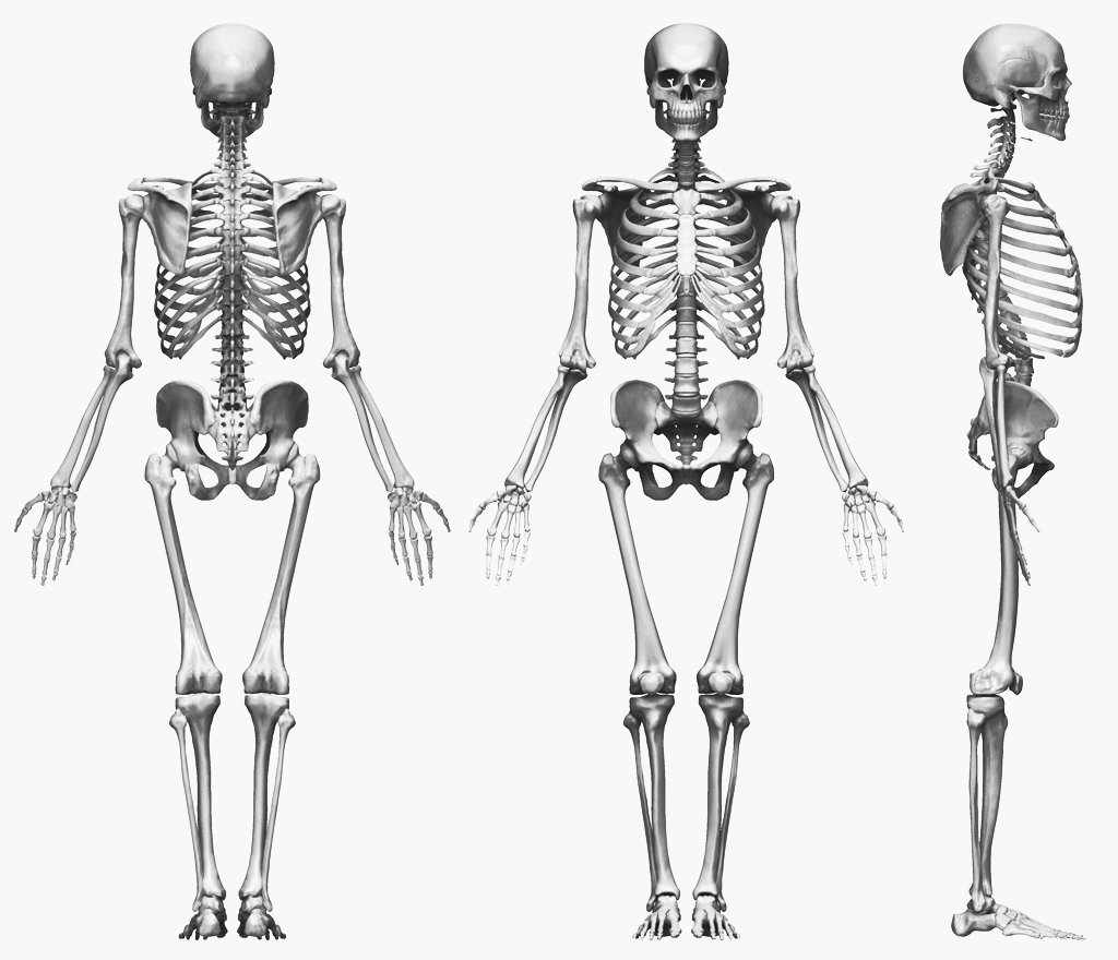 Скелет по анатомии рисунок