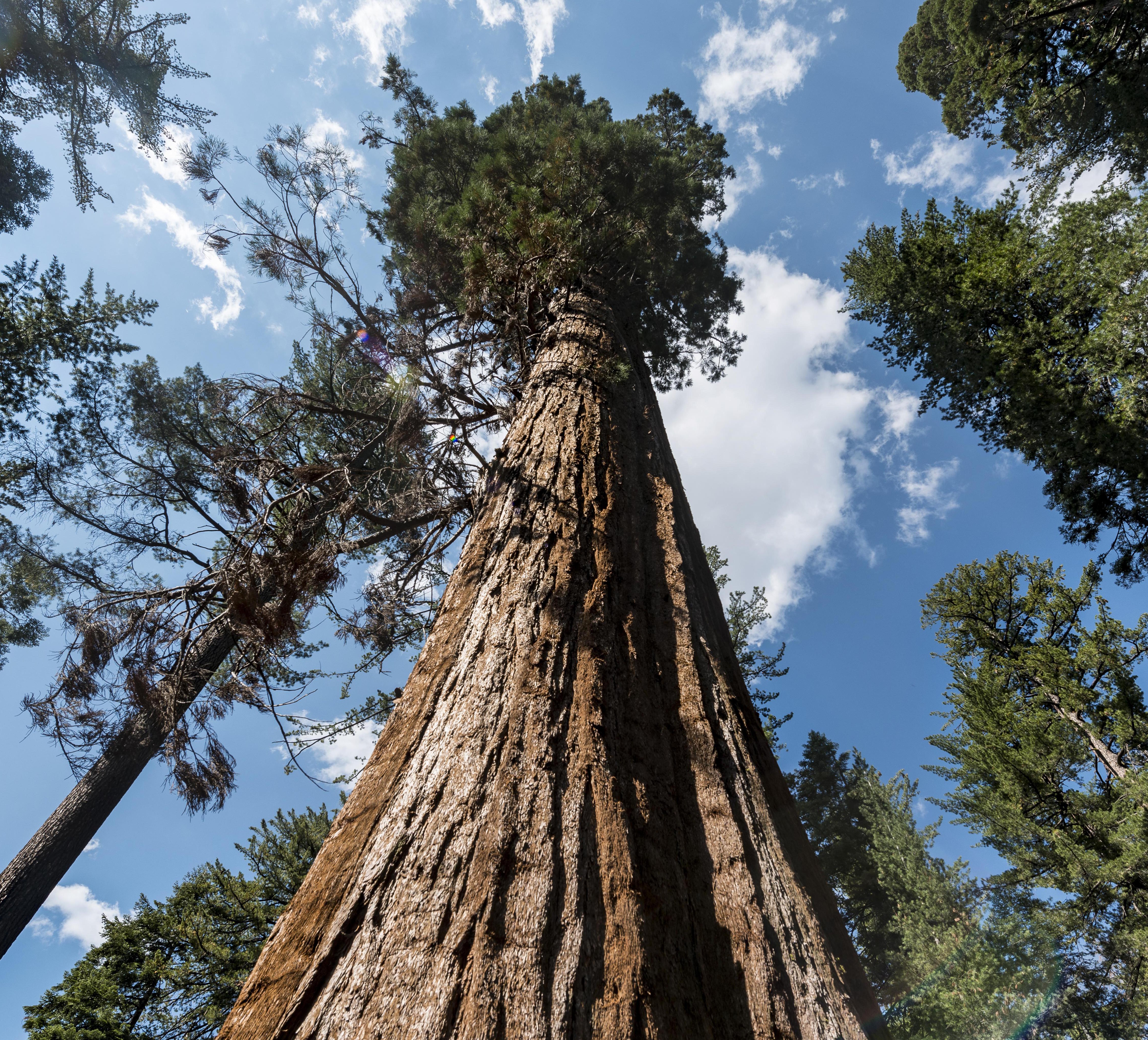 Самые большие дерево фото. Секвойя Гиперион. Секвойя вечнозелёная (Sequoia sempervirens). Секвойя дерево Гиперион. Гигантская Калифорнийская Секвойя.