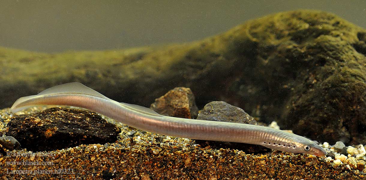 европейская речная минога. европейская ручьевая минога. минога ручьевая сибирская. европейская ручьевая минога. морская минога (petromyzon marinus).