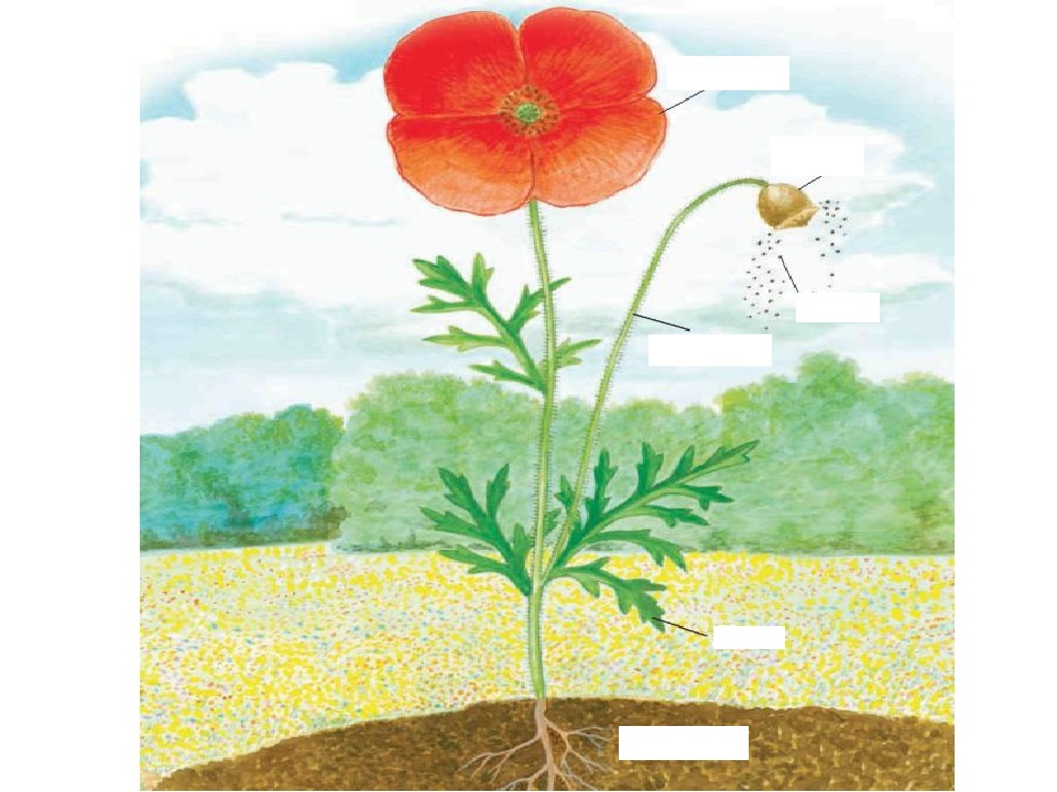 Строение растения картинка без подписей