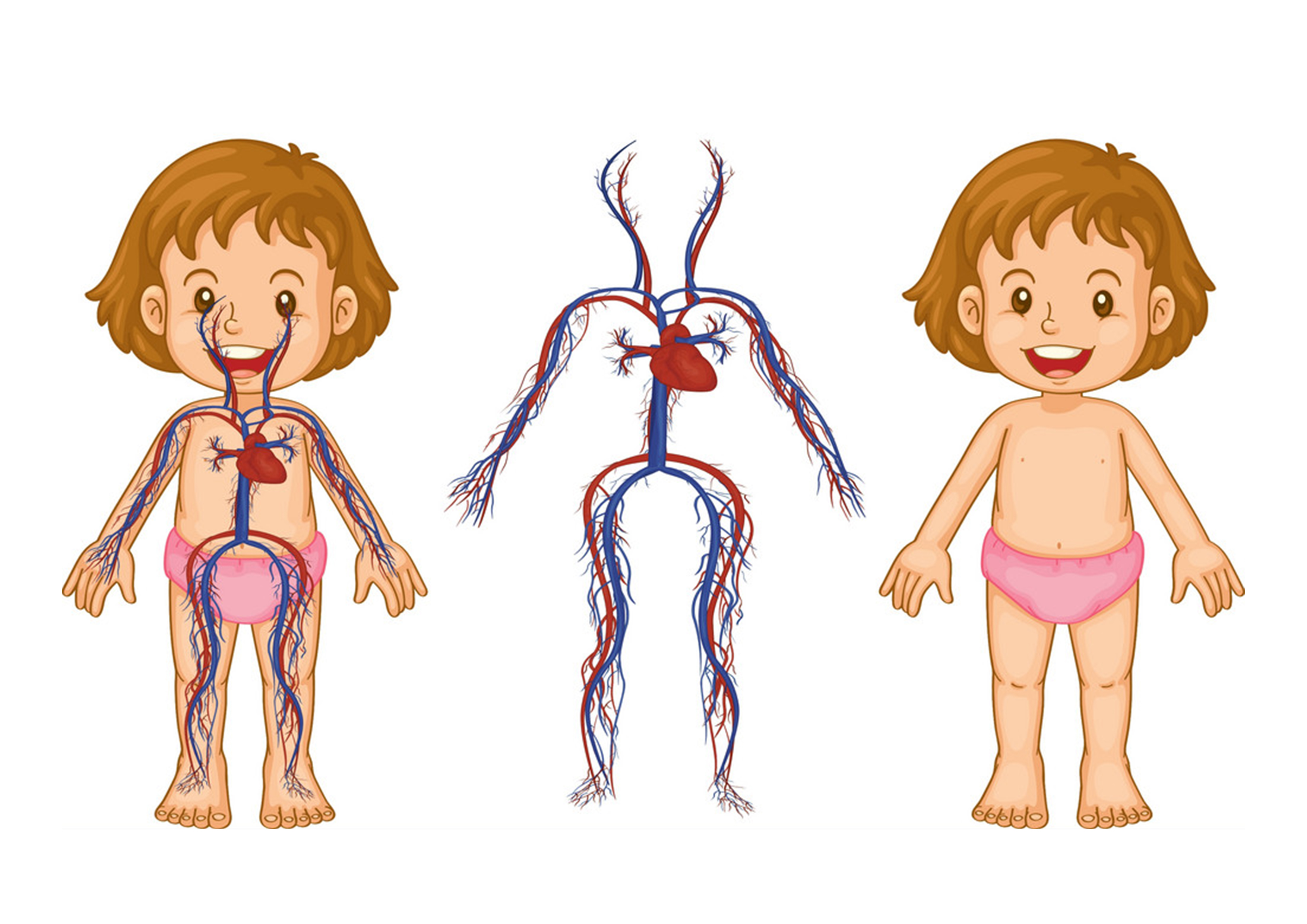 Картинка кровеносная система человека для детей