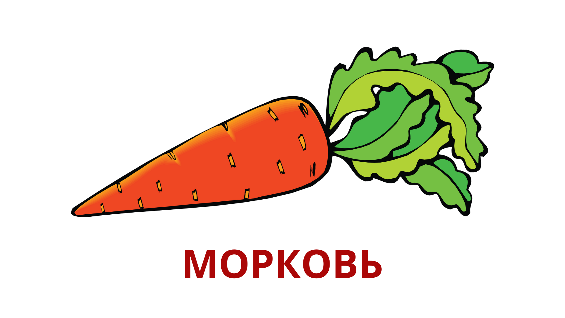 Морковка в детском саду. Морковь для дошкольников. Морковь для детей в детском саду. Морковка рисунок. Морковка картинка для детей.