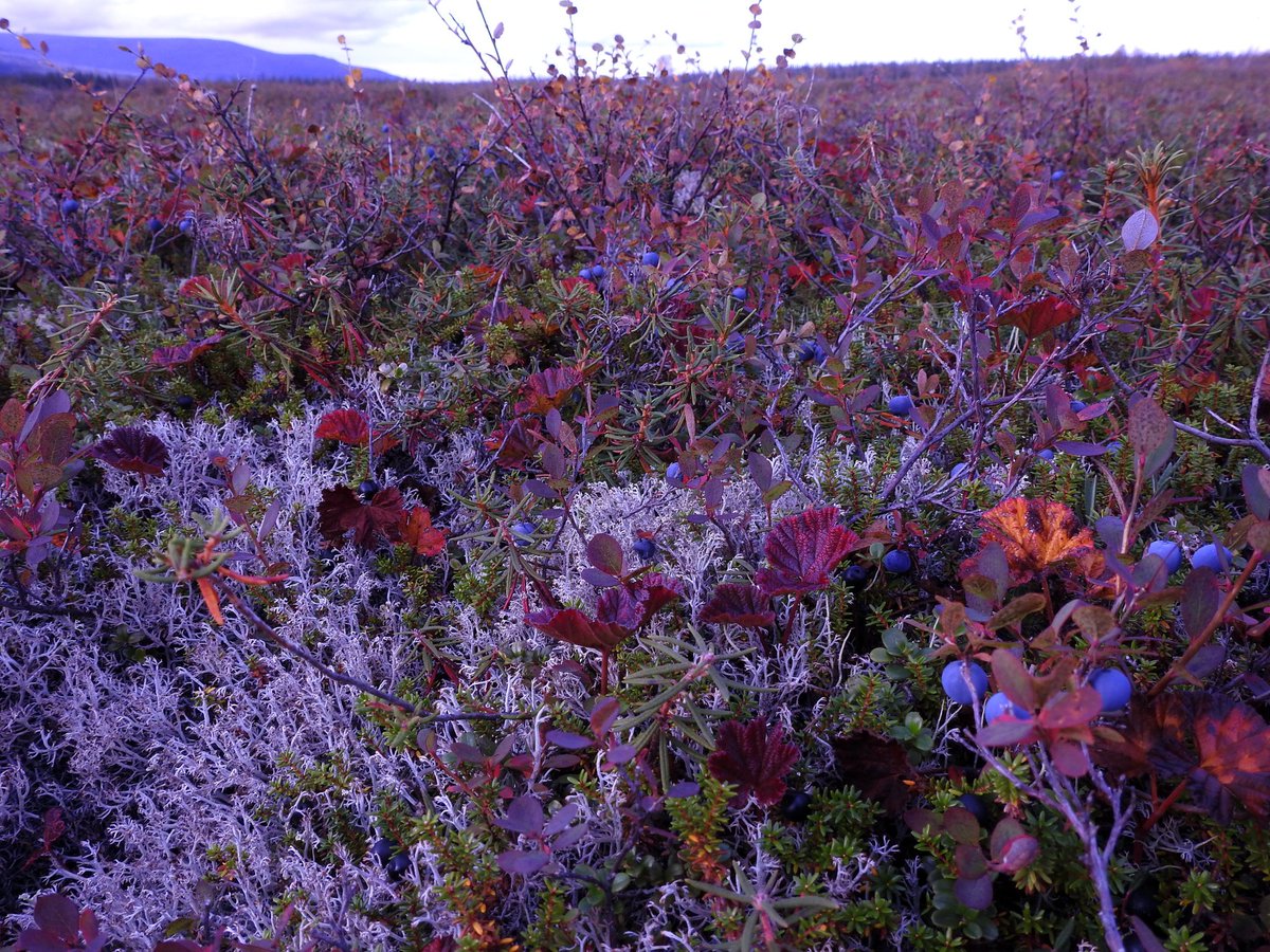 Цветы кольского полуострова фото с названиями