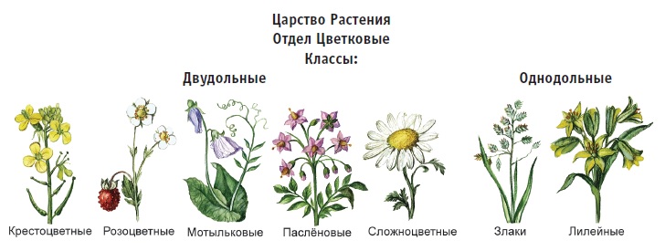 Презентация семейства растений биология 6 класс