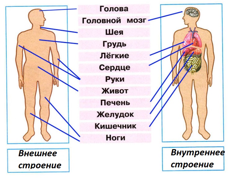 Внутренние органы человека картинка 2 класс