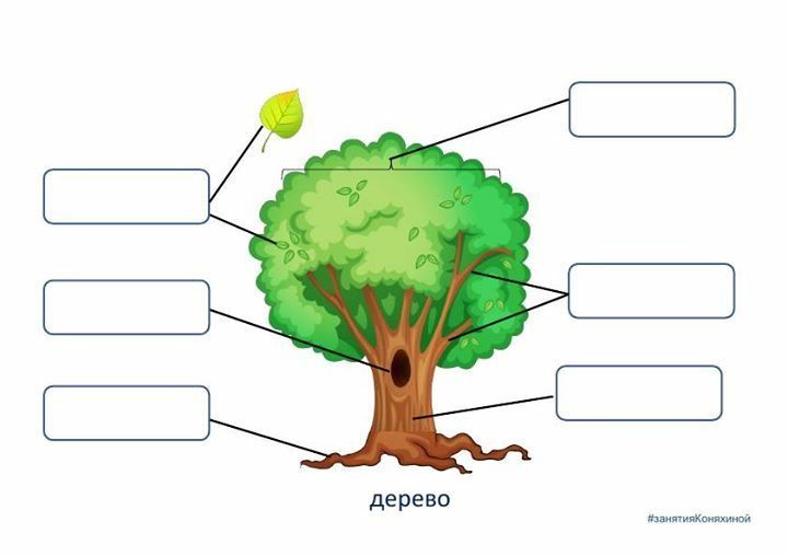 Строение дерева схема