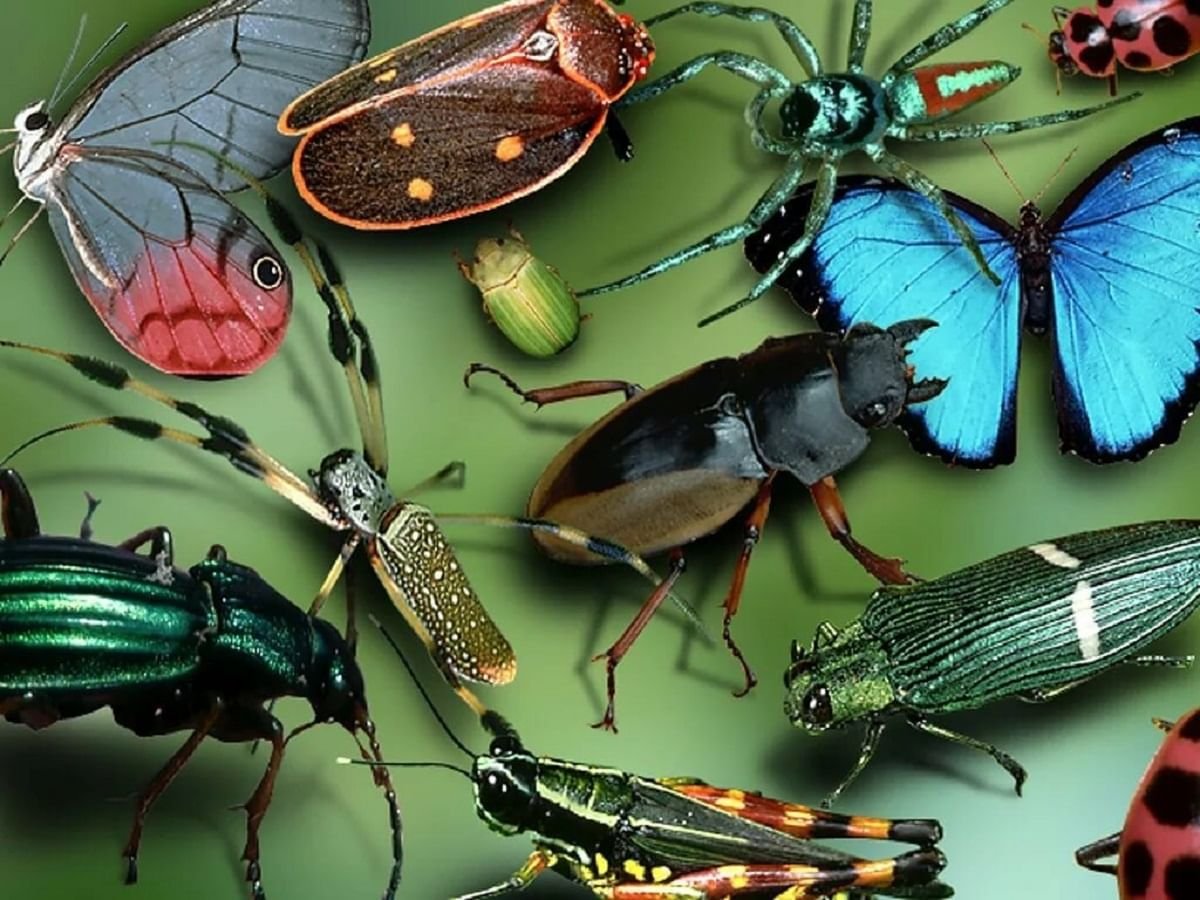 Насекомые и различные животные. Насекомые. Разнообразие насекомых. Красивые насекомые. Удивительные насекомые.