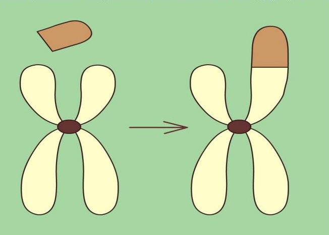 Части перенос. Перенос части хромосом на другую хромосому. Транслокация групп. Хромосома на белом фоне.