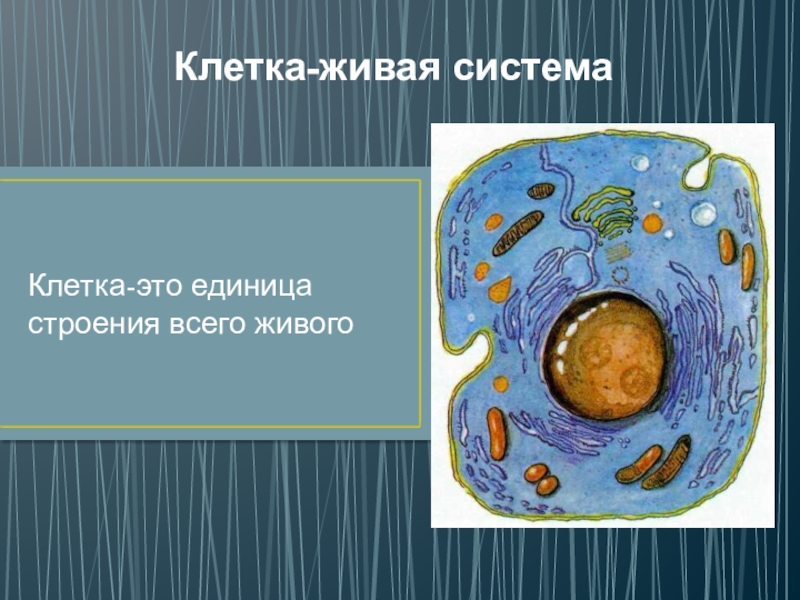 Животная клетка егэ биология. Живое строение. Строение клетки ядро цитоплазма мембрана. Основное строение клетки. Клетка элементарная живая система.