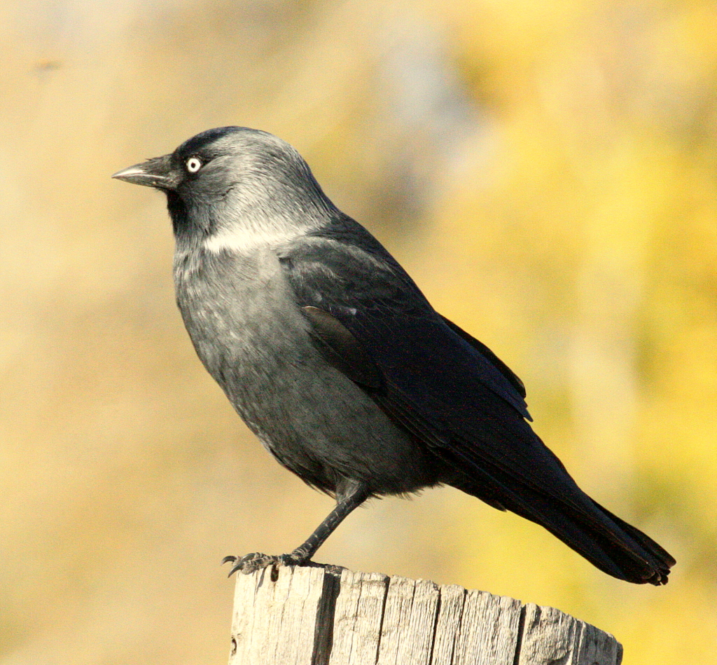 Галка –Corvus monedula l