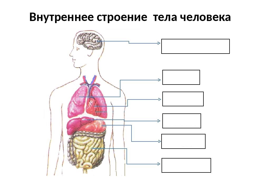 Структура тела. Строение тела человека внутренние органы. Строение человека внутренние органы. Анатомия человека внутренние органы расположение. Анатомия человека внутренние органы.