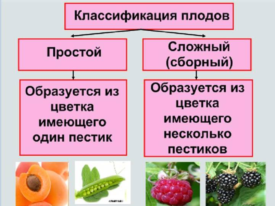 Классификация плодов схема 6 класс биология