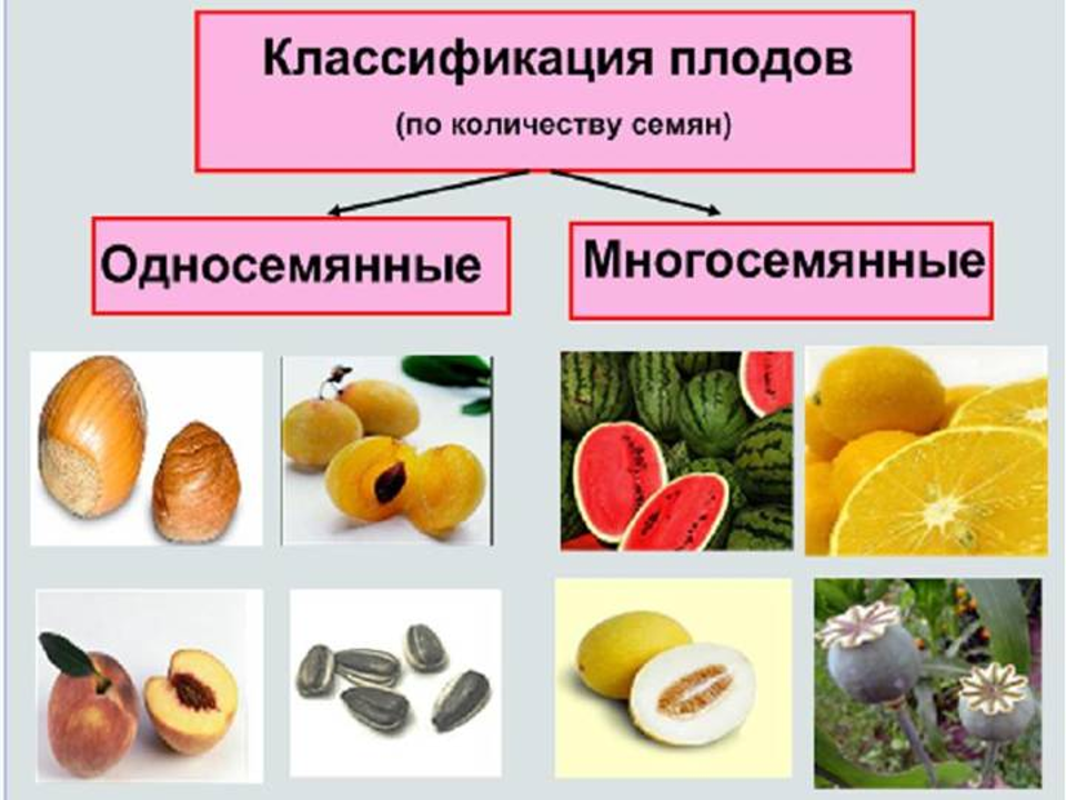 Классификация плодов. Односемянные и многосемянные плоды. Классификация плодов односемянные и многосемянные. Классификация плодов односемянные сухие. Сочные многосемянные плоды семенные.