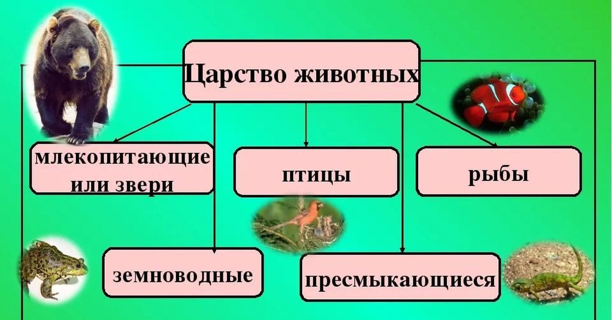 Диаграмма царство животных информатика