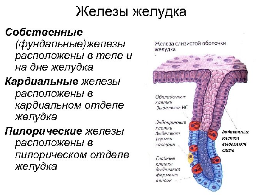 Функциями и клетками слизистой оболочки желудка. Строение и функции желёз желудка. Железы желудка анатомия строение. Строение трубчатой желудочной железы. Строение и функции фундальных желез желудка.