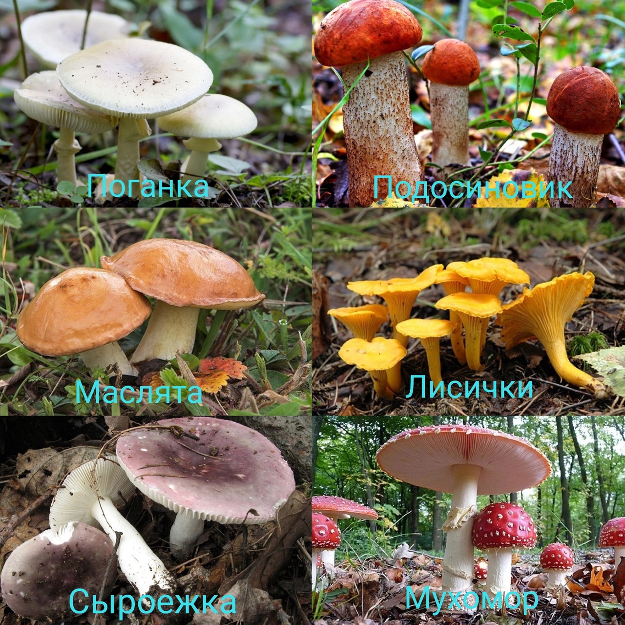 Съедобные и несъедобные грибы. | Удоба - бесплатный конструктор  образовательных ресурсов
