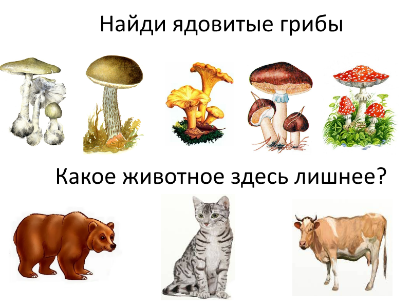 Какое из данных животных лишнее. Какое из данных животных лишнее