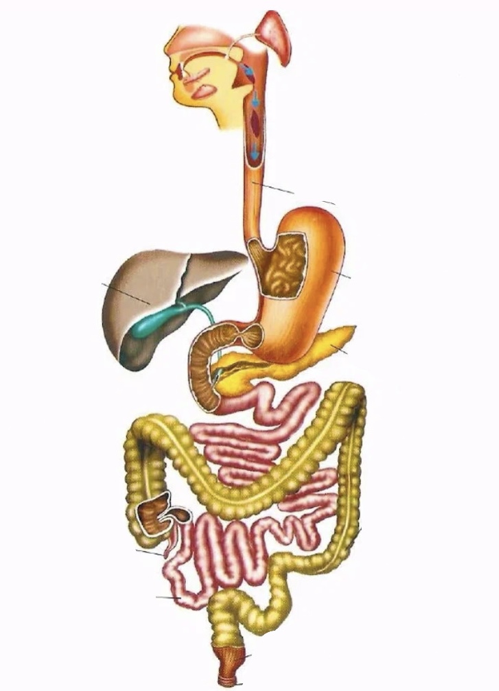 Анатомия системы пищеварения. Пищеварительная система человека схема анатомия. Пищеварительная система анатомия схема. Органы пищеварительной системы схема. Система ЖКТ человека схема.