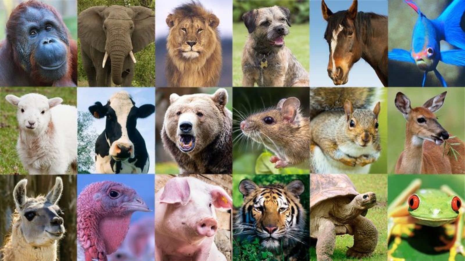 картинки разных диких животных