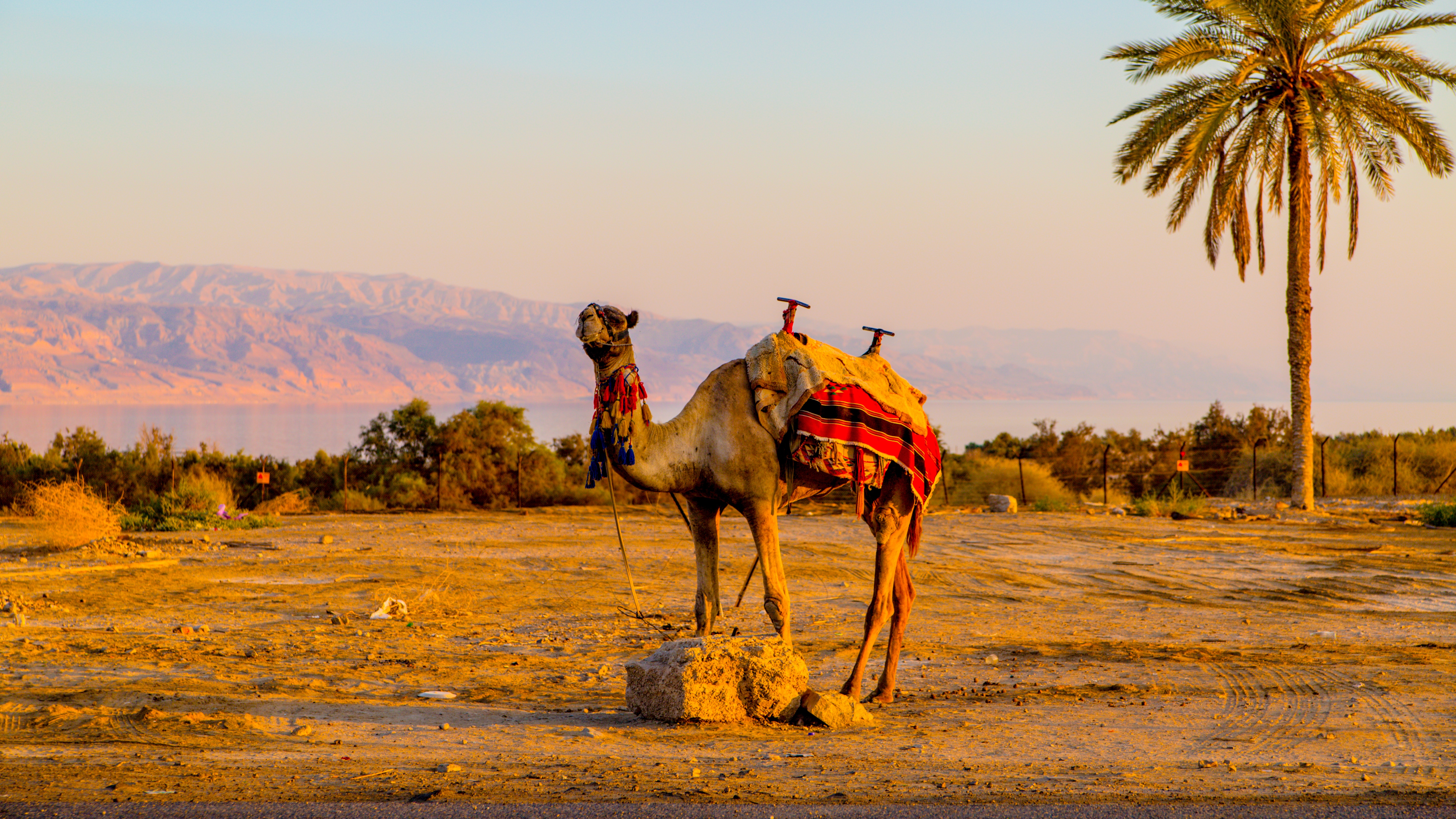 Оазис животные. Степи Марокко. Верблюд в пустыне. Верблюд в Африке. Пустынный верблюд.