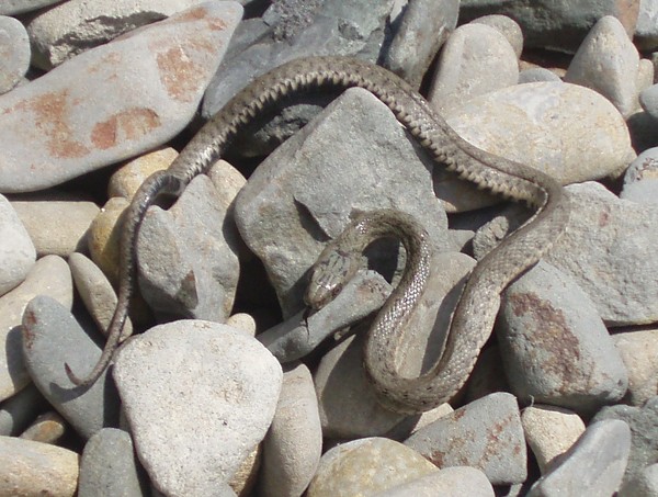Камень змейкой. Змея на Камне. Змеи под камнем. Змея из камня. Камни в змеях.