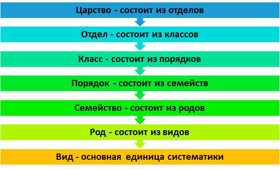 Какая схема используется при классификации растений ответ