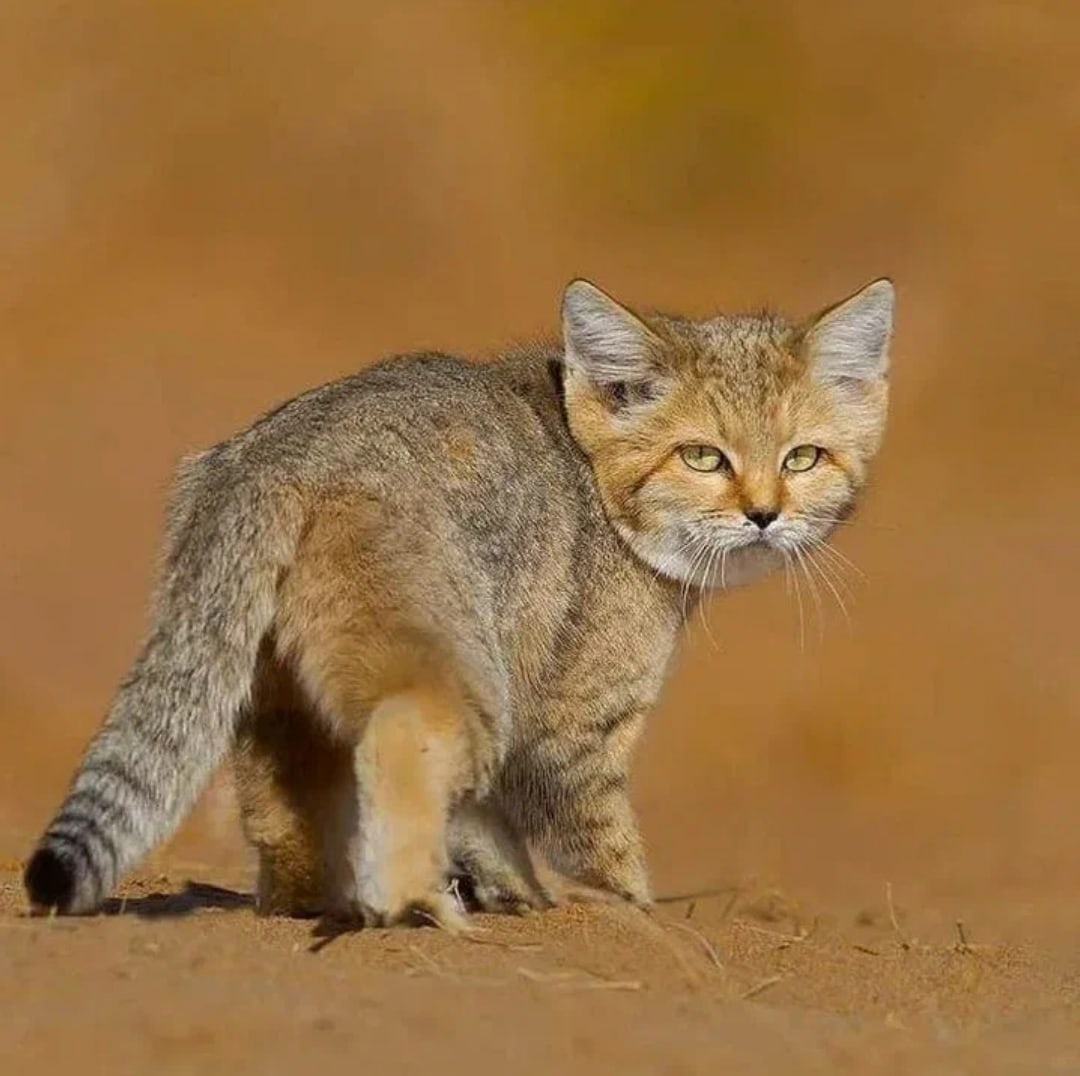 Пустынный барханный кот
