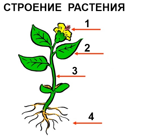 Растения под цифрой 3