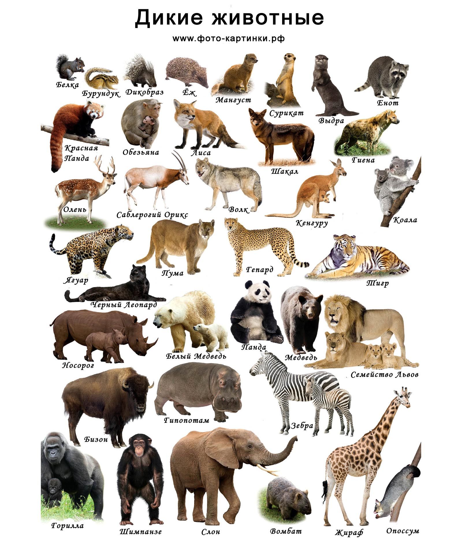 Список диких животных